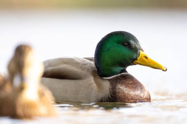 2024 gölündeki ördekler