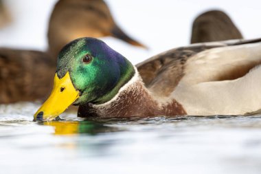 2024 gölündeki ördekler