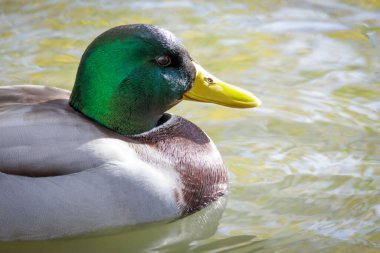 2024 gölündeki ördekler