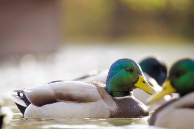 2024 gölündeki ördekler