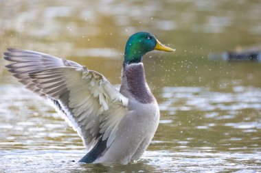 2024 gölündeki ördekler