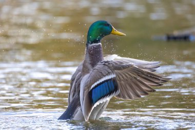 2024 gölündeki ördekler