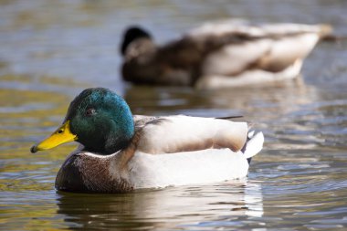 2024 gölündeki ördekler