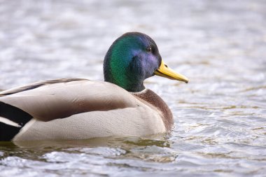 2024 gölündeki ördekler