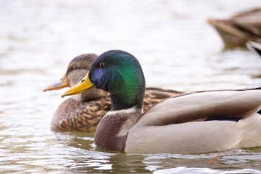 2024 gölündeki ördekler