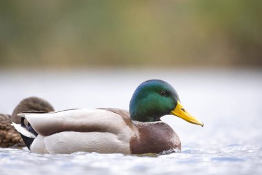 2024 gölündeki ördekler