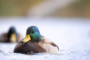 2024 gölündeki ördekler