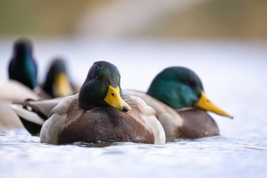 2024 gölündeki ördekler