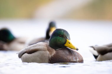 2024 gölündeki ördekler