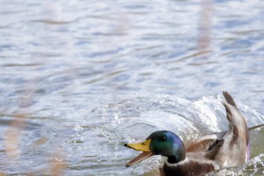 2024 gölündeki ördekler