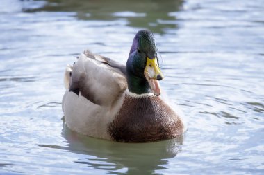 2024 gölündeki ördekler