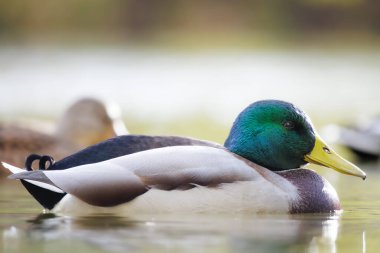 2024 gölündeki ördekler