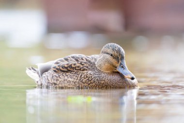 2024 gölündeki ördekler