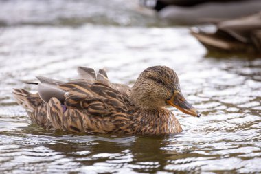 2024 gölündeki ördekler