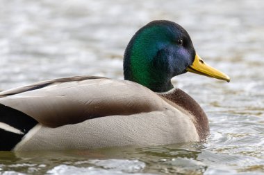 2024 gölündeki ördekler