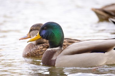 2024 gölündeki ördekler