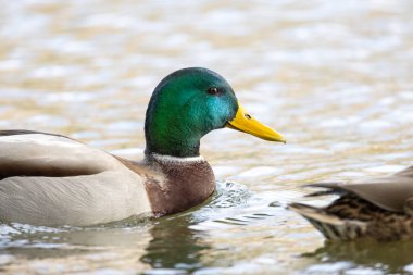 2024 gölündeki ördekler