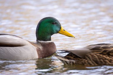 2024 gölündeki ördekler