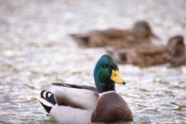 2024 gölündeki ördekler