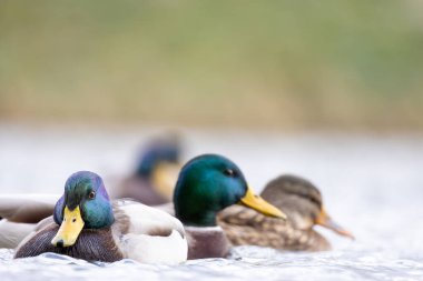 2024 gölündeki ördekler