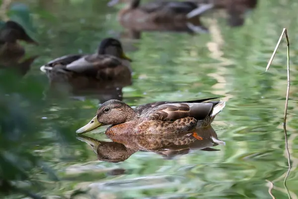 2024 gölündeki ördekler