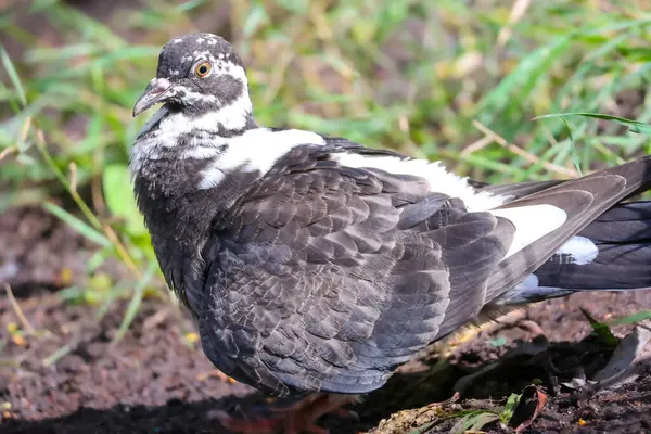 2024 gölündeki ördekler