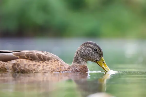 2024 gölündeki ördekler