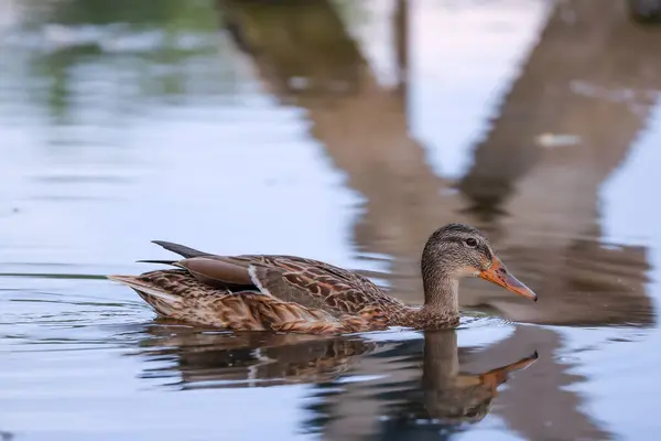 2024 gölündeki ördekler