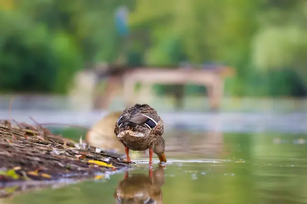 2024 gölündeki ördekler