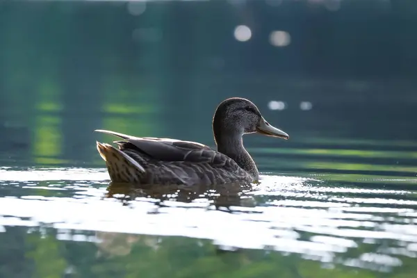 2024 gölündeki ördekler