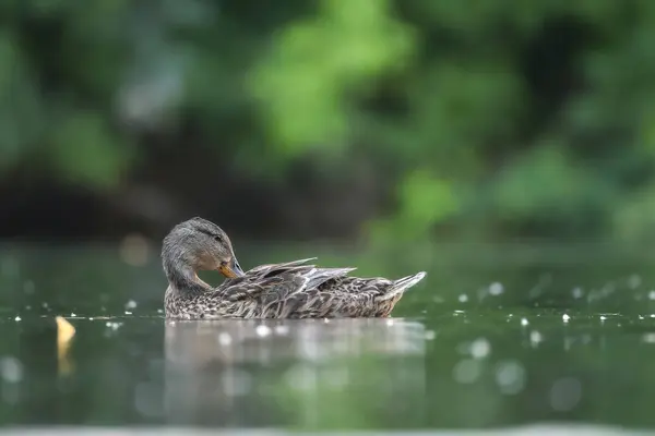 2024 gölündeki ördekler