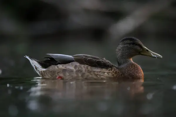 2024 gölündeki ördekler