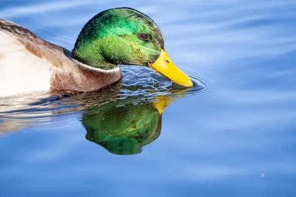 2024 gölündeki ördekler