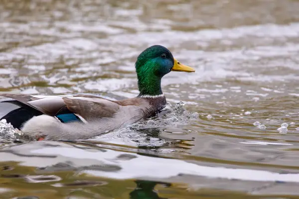 2024 gölündeki ördekler