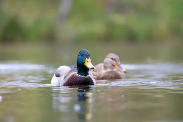 2024 gölündeki ördekler