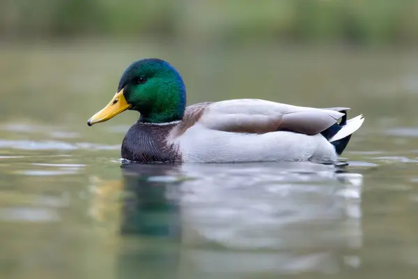 2024 gölündeki ördekler