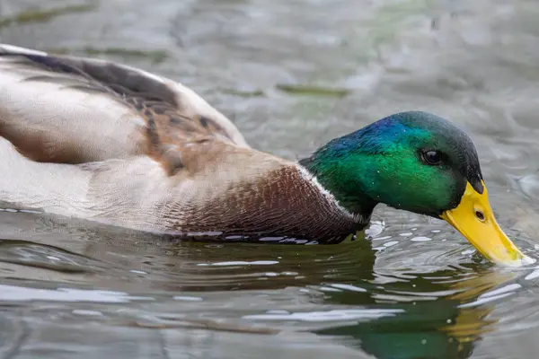 2024 gölündeki ördekler