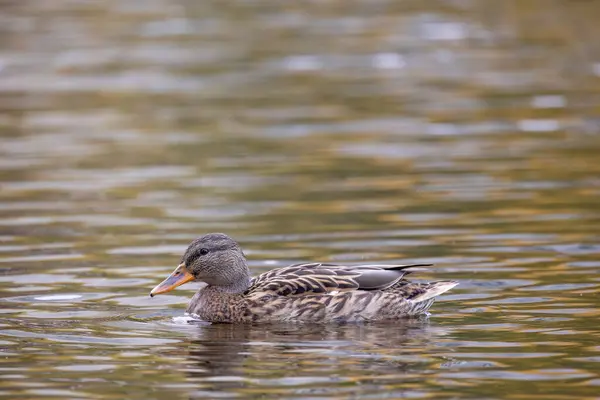 2024 gölündeki ördekler