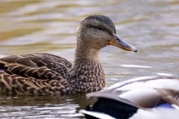 2024 gölündeki ördekler