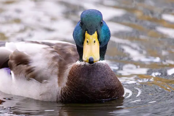 2024 gölündeki ördekler