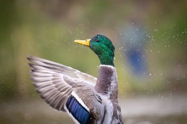 2024 gölündeki ördekler