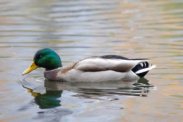 2024 gölündeki ördekler