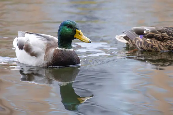 2024 gölündeki ördekler