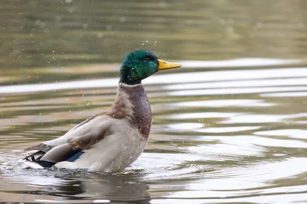 2024 gölündeki ördekler