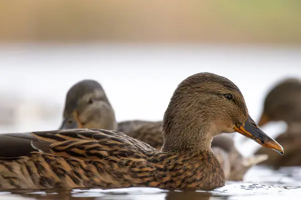 2024 gölündeki ördekler