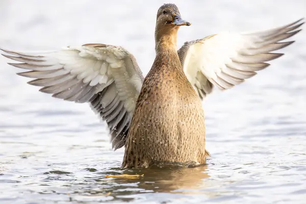 2024 gölündeki ördekler