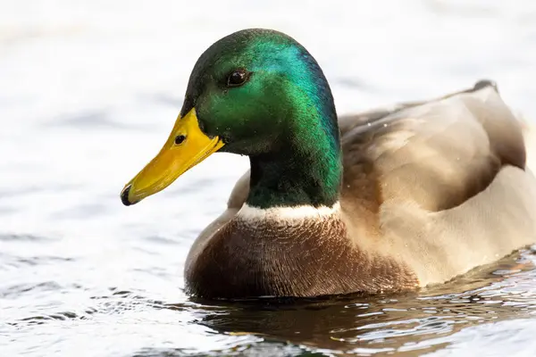 2024 gölündeki ördekler