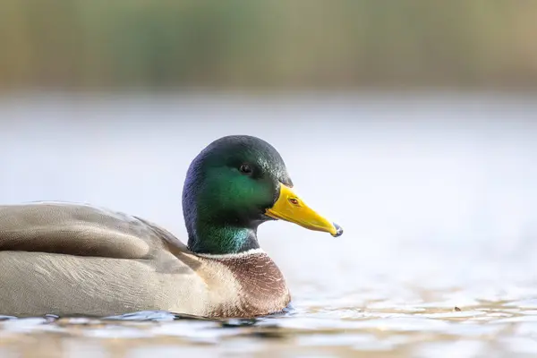 2024 gölündeki ördekler