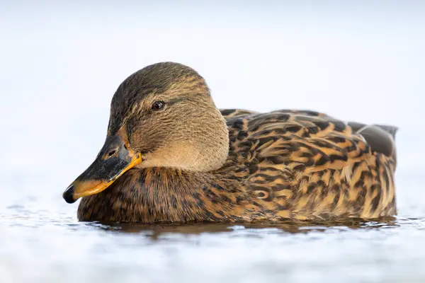 2024 gölündeki ördekler