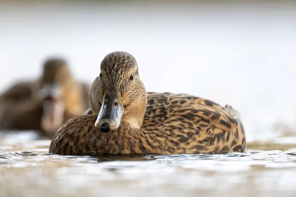 2024 gölündeki ördekler